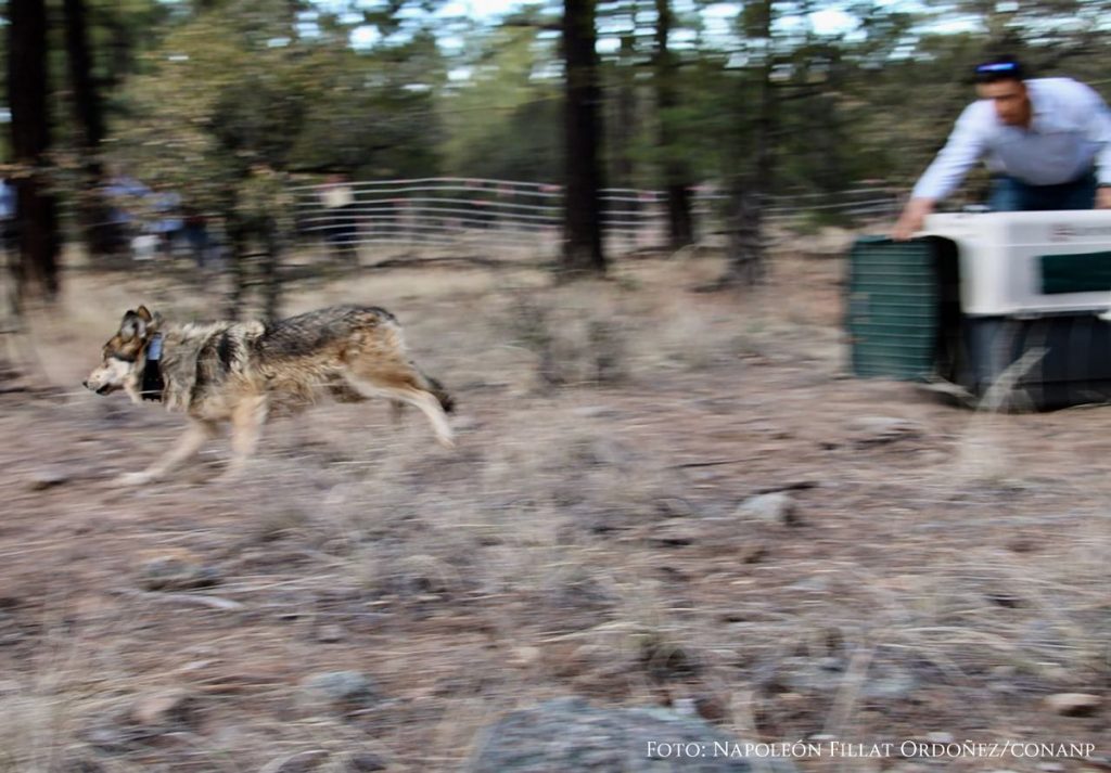 Liberan a 5 ejemplares de lobo mexicano en Chihuahua