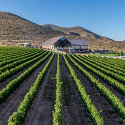 Daniel Garza Tobón una mirada a los viñedos de Coahuila desde su lente1